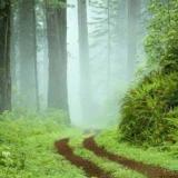 "Ce chemin boisé qui mène je ne sais où...?"... Une photo choisie par Muguette Bailet pour définir le mystère de l'écriture